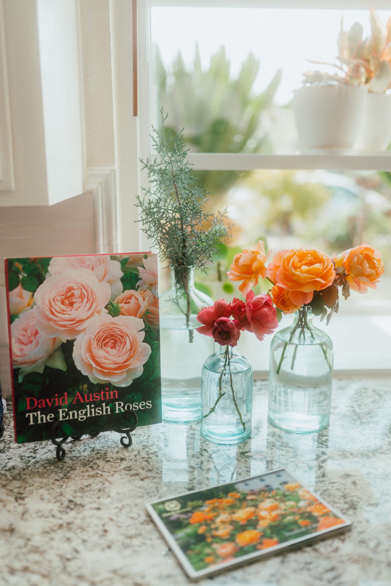 magnoliasyarden-davidaustin_13