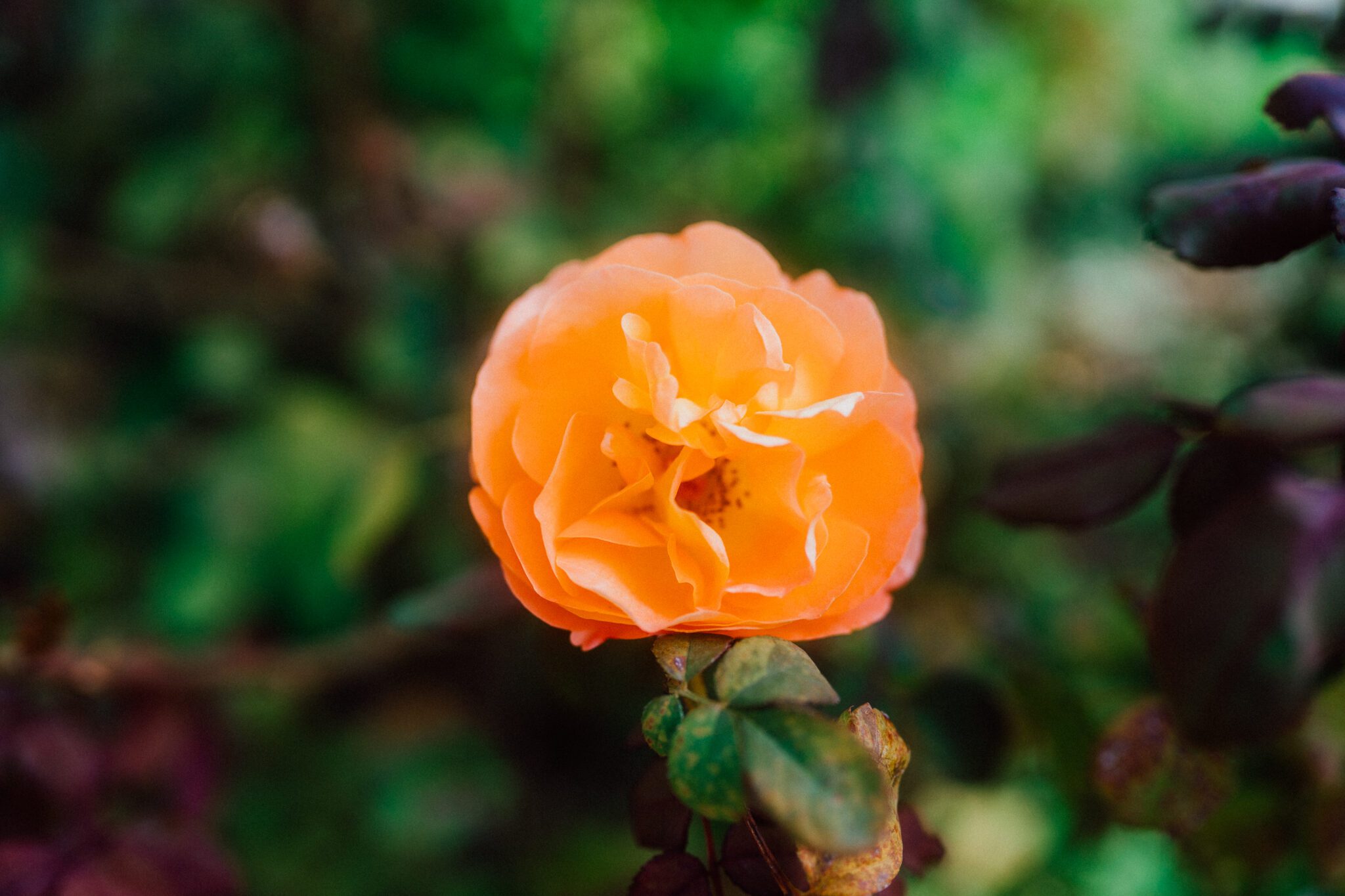 magnoliasyarden-davidaustin_21